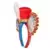 Serres-Tête Oreilles Disney - Mickey Mouse : The Main Attraction - Dumbo The Flying Elephant