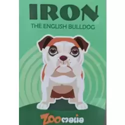 Iron the english bulldog