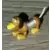 Slinky Dog