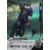 Kayou Marvel Hero Battle - Black Panther