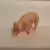 Bébé cochon