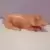 Cochon couché