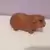 Cochon d'inde