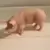 Cochon Mâle