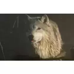 Loup Arctique