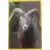 Mouflon du désert