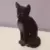 Chat assis