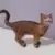 Farm World - Chat bengal