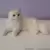 Chat persan