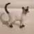 Chat siamois