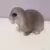lapin bélier nain