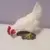 poule