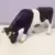 vache holstein