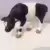 veau holstein