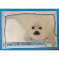 Phoque du Groenland