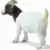 Chèvre Boer