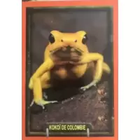Kokoï de Colombie