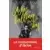 Livres en vrac - Ashes falling for the sky