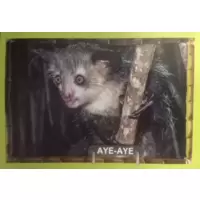 Aye - Aye