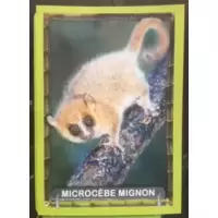 Microcèbe Mignon