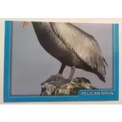 Pélican brun