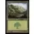 Forêt