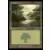 Forêt