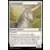 Licorne loyale