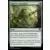 Commander MASTERS - Sapience naturaliste