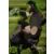 Shikamaru & Asuma