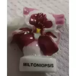 Miltoniopsis