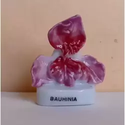 Bauhinia