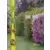 Planter et Entretenir une Haie