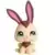 LPS 2434