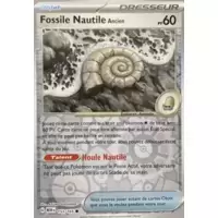 Antique Helix Fossil