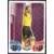 Match Attax - Premier League 2010/11 - Robert Green - West Ham United