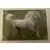 Les plus beaux Chevaux du monde -2023 - Image n°18