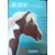Shy (The horse)