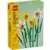 Daffodils