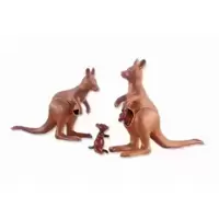 2 Kangaroos with 2 Joeys