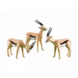 3 Gazelles