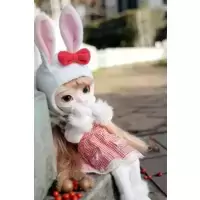 Leprotto