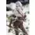 Bishoujo Kotobukiya - The Witcher - Ciri