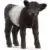 Galloway Calf