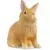 Lionhead Rabbit