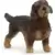 Wire-Haired Dachshund