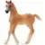 Arabian Foal