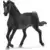 Arabian Stallion