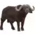 Wild Life - African Buffalo