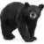 American Black Bear